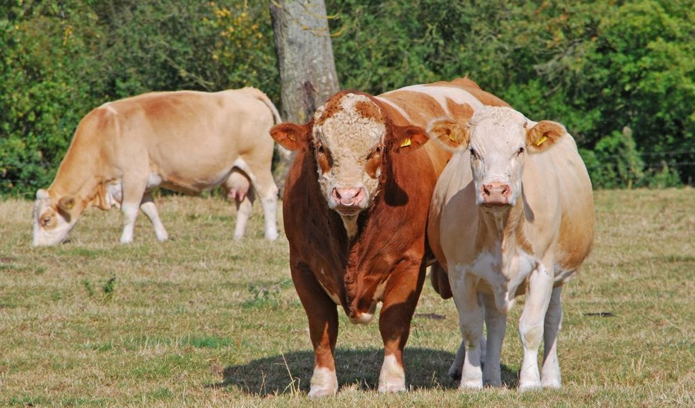 Simmental bull and heifer stood next to each other in a field facing camera